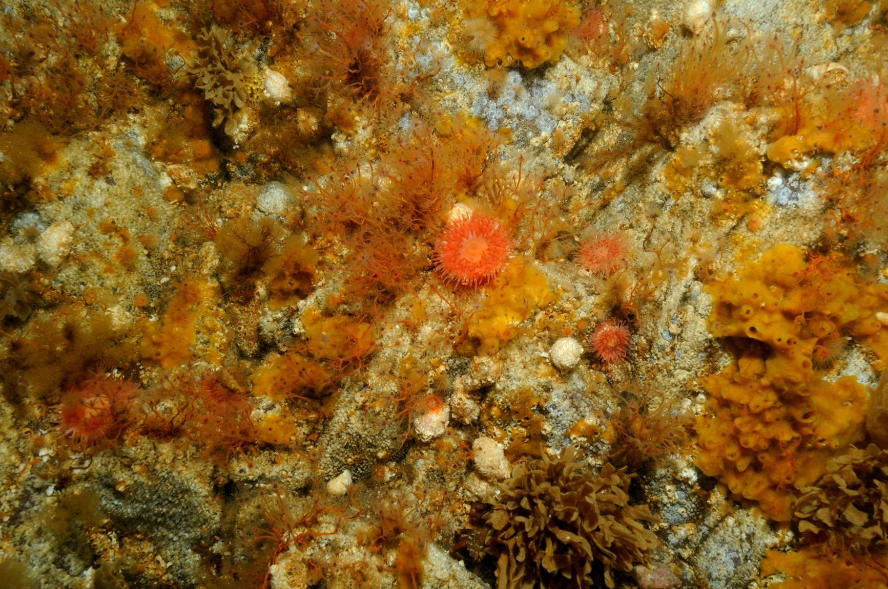 West of Duddon Sands Offshore Wind Farm, Survey of Morecambe Bay for the Tube-dwelling Polychaete Sabellaria spinulosa